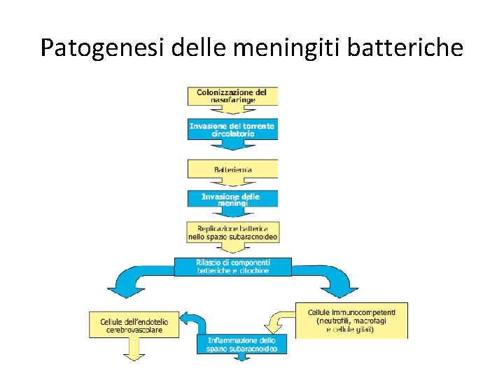 Patogenesi delle meningiti batteriche 