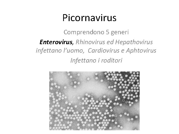 Picornavirus Comprendono 5 generi Enterovirus, Rhinovirus ed Hepathovirus infettano l’uomo, Cardiovirus e Aphtovirus Infettano