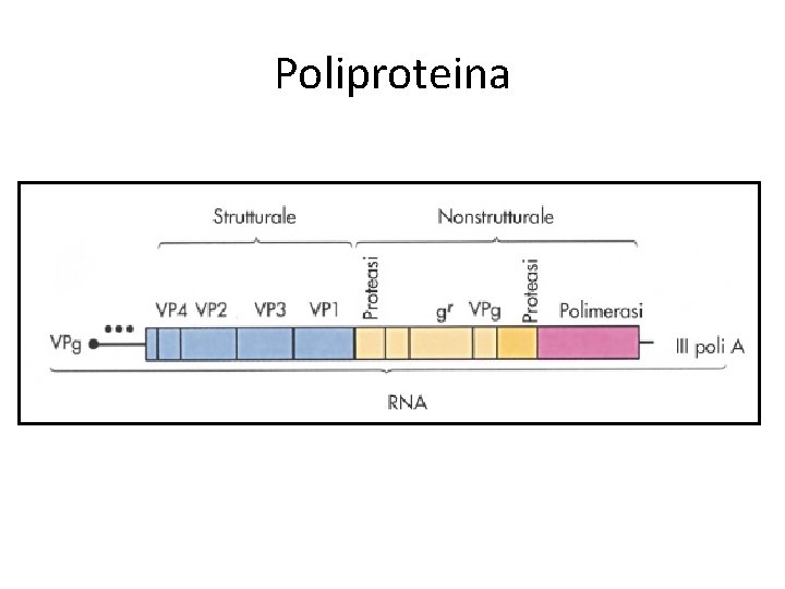 Poliproteina 