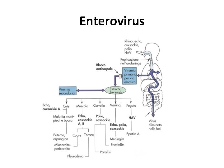 Enterovirus 