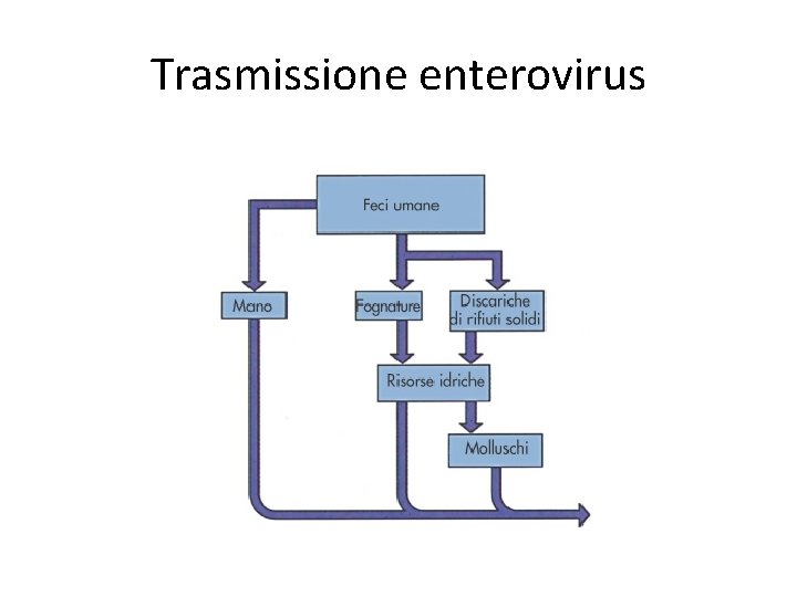 Trasmissione enterovirus 