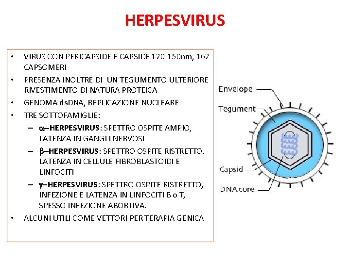 HERPESVIRUS • • • VIRUS CON PERICAPSIDE E CAPSIDE 120 -150 nm, 162 CAPSOMERI