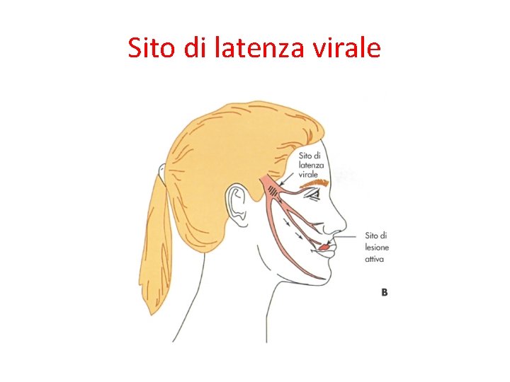 Sito di latenza virale 