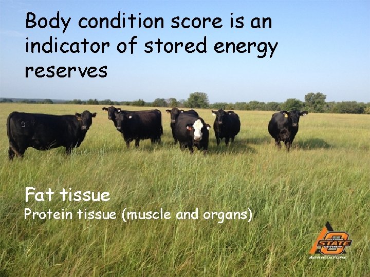 Body condition score is an indicator of stored energy reserves Fat tissue Protein tissue