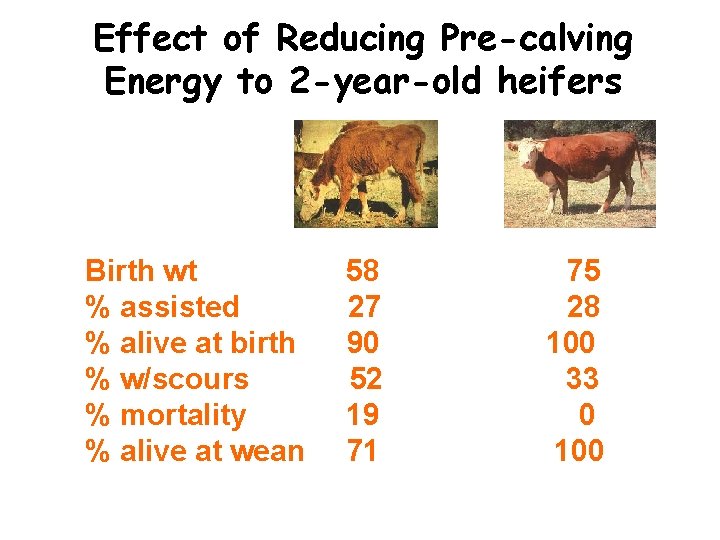 Effect of Reducing Pre-calving Energy to 2 -year-old heifers Birth wt % assisted %