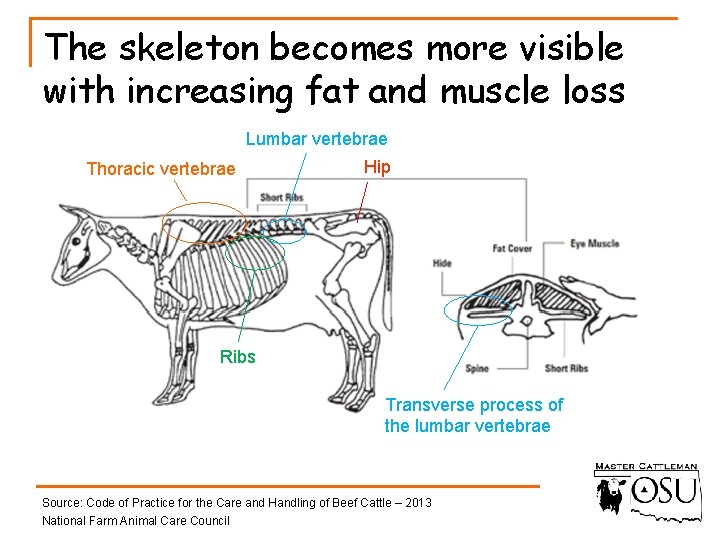 The skeleton becomes more visible with increasing fat and muscle loss Lumbar vertebrae Thoracic