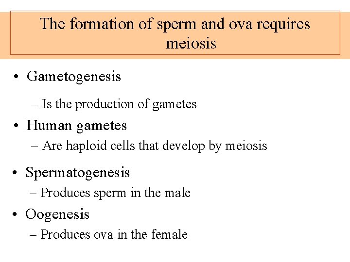 The formation of sperm and ova requires meiosis • Gametogenesis – Is the production