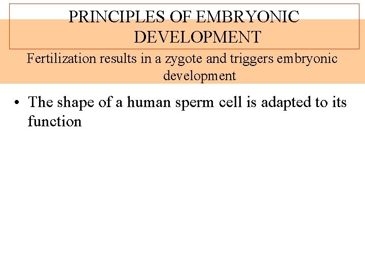 PRINCIPLES OF EMBRYONIC DEVELOPMENT Fertilization results in a zygote and triggers embryonic development •