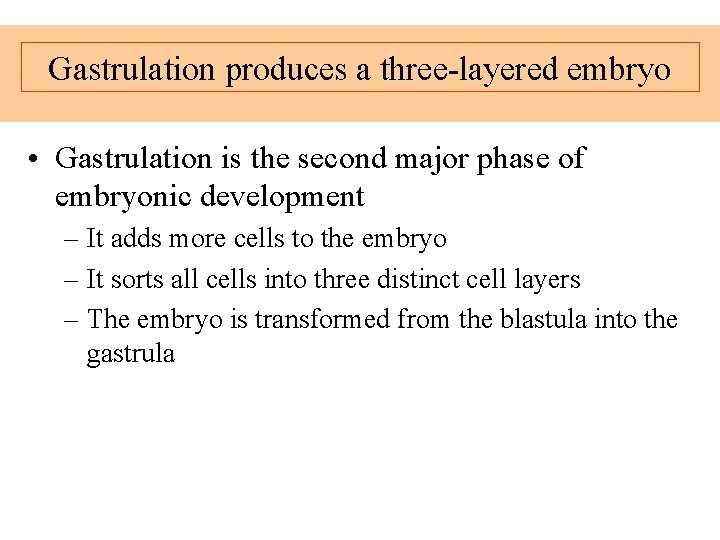 Gastrulation produces a three-layered embryo • Gastrulation is the second major phase of embryonic