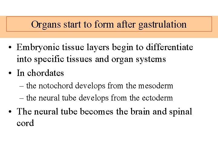 Organs start to form after gastrulation • Embryonic tissue layers begin to differentiate into