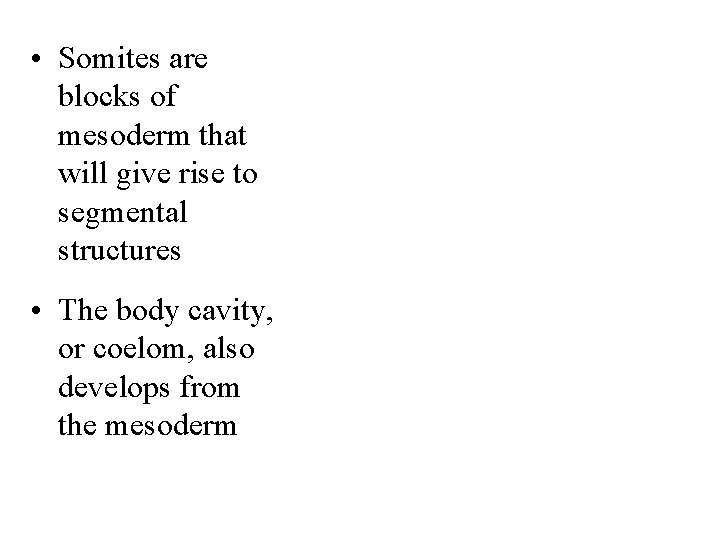  • Somites are blocks of mesoderm that will give rise to segmental structures