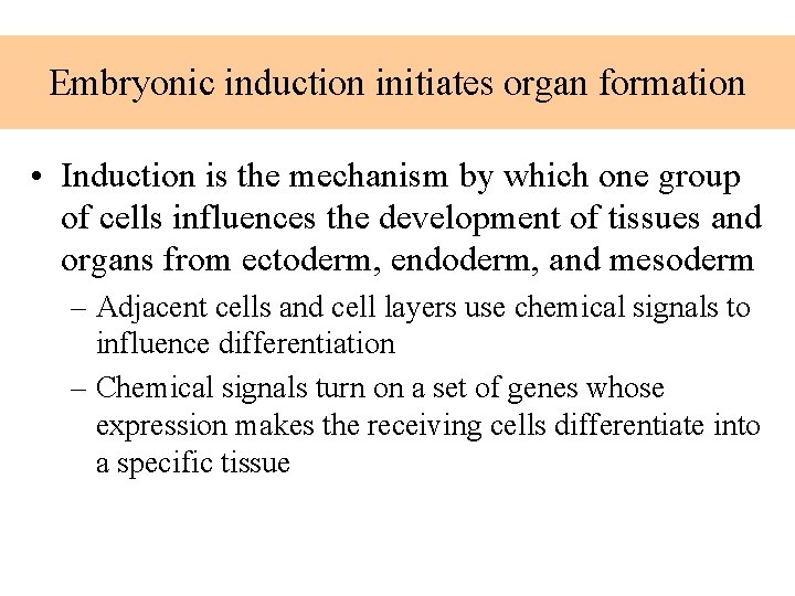 Embryonic induction initiates organ formation • Induction is the mechanism by which one group