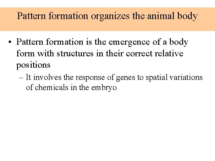 Pattern formation organizes the animal body • Pattern formation is the emergence of a