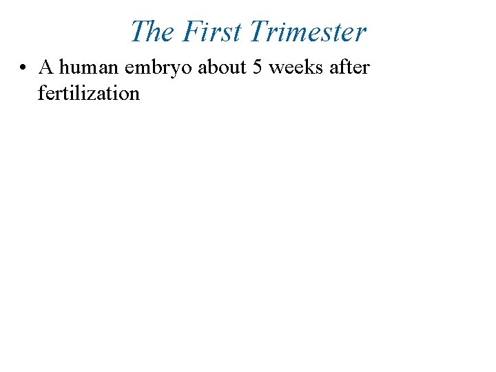 The First Trimester • A human embryo about 5 weeks after fertilization 