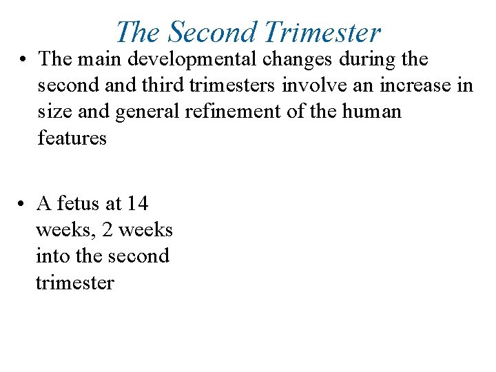 The Second Trimester • The main developmental changes during the second and third trimesters