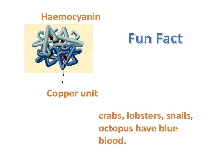 Haemocyanin Fun Fact Copper unit crabs, lobsters, snails, octopus have blue blood. 