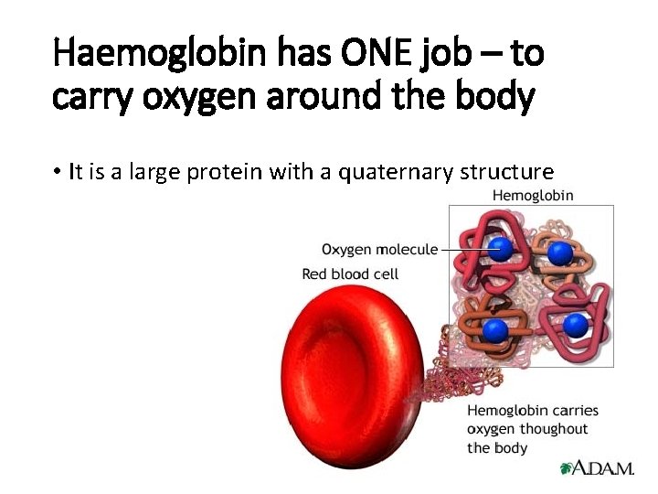 Haemoglobin has ONE job – to carry oxygen around the body • It is
