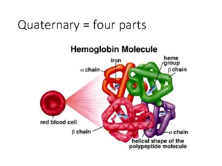 Quaternary = four parts 