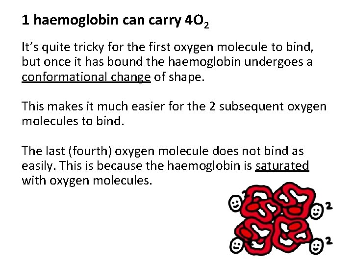 1 haemoglobin carry 4 O 2 It’s quite tricky for the first oxygen molecule