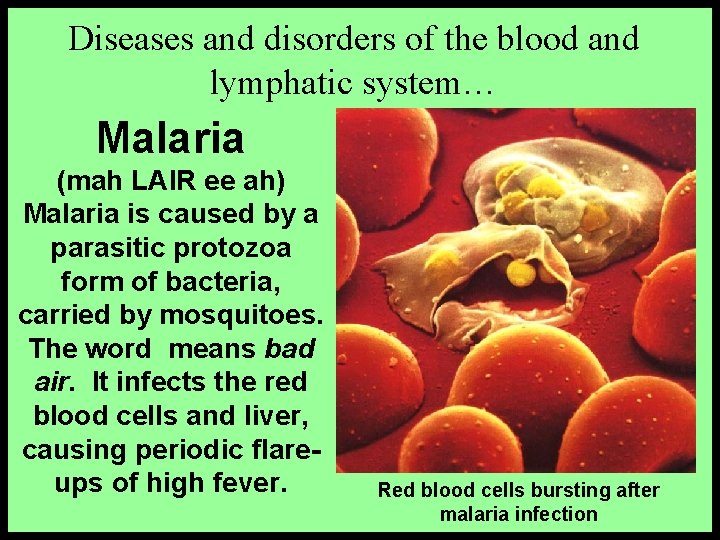 Diseases and disorders of the blood and lymphatic system… Malaria (mah LAIR ee ah)