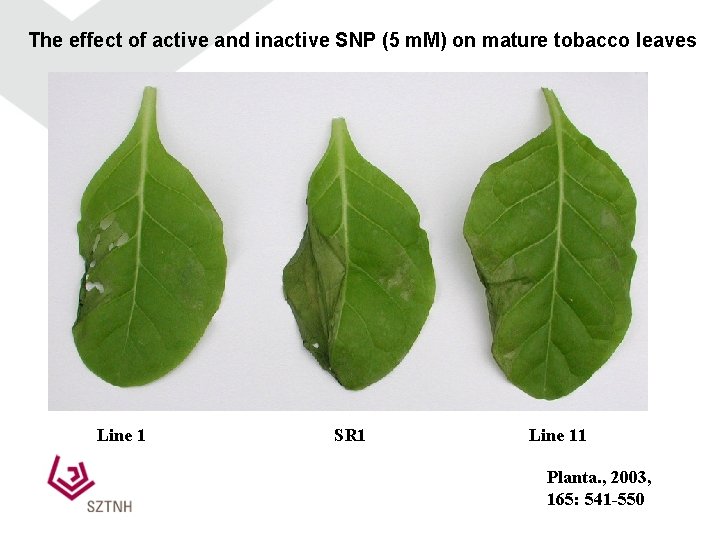 The effect of active and inactive SNP (5 m. M) on mature tobacco leaves