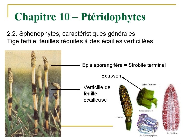 Chapitre 10 – Ptéridophytes 2. 2. Sphenophytes, caractéristiques générales Tige fertile: feuilles réduites à