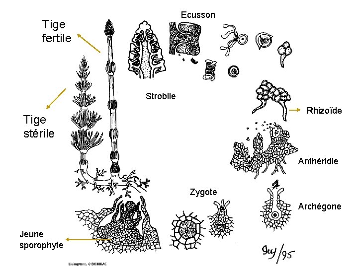 Ecusson Tige fertile Strobile Rhizoïde Tige stérile Anthéridie Zygote Archégone Jeune sporophyte 