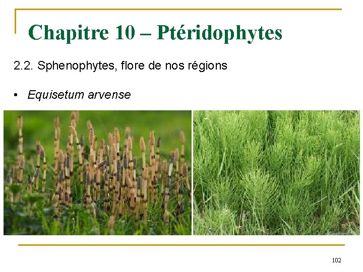 Chapitre 10 – Ptéridophytes 2. 2. Sphenophytes, flore de nos régions • Equisetum arvense