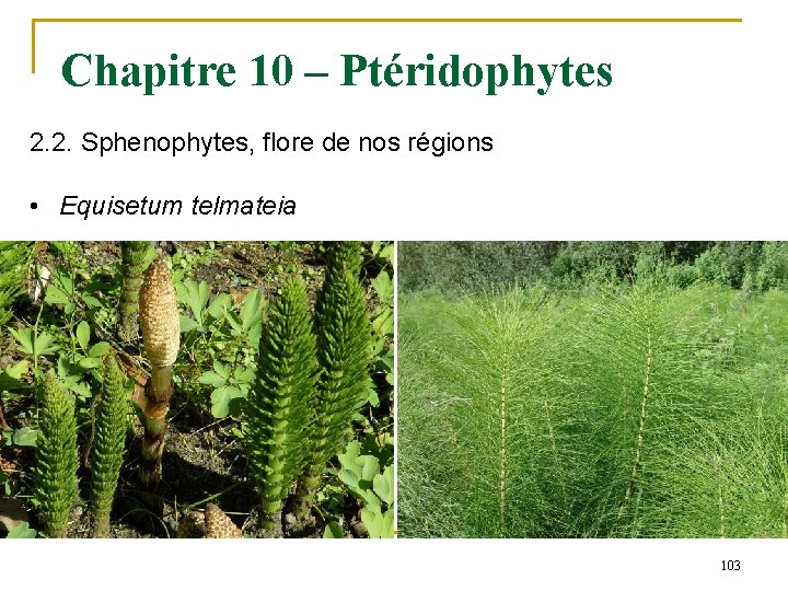 Chapitre 10 – Ptéridophytes 2. 2. Sphenophytes, flore de nos régions • Equisetum telmateia