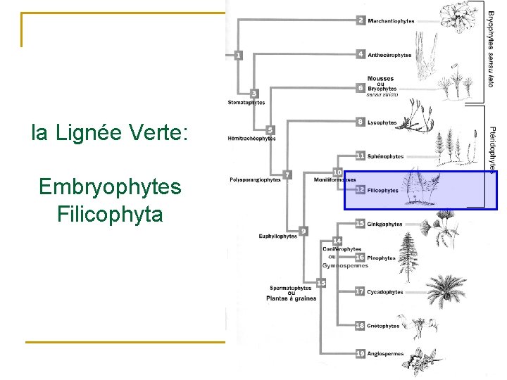 la Lignée Verte: Embryophytes Filicophyta 