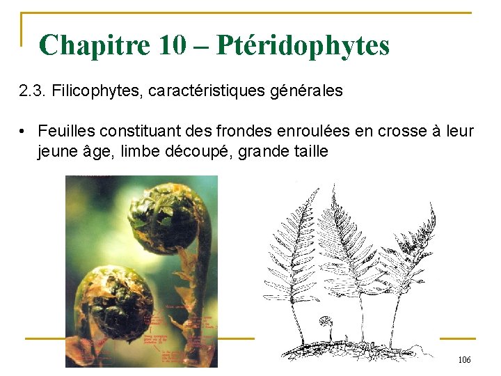 Chapitre 10 – Ptéridophytes 2. 3. Filicophytes, caractéristiques générales • Feuilles constituant des frondes