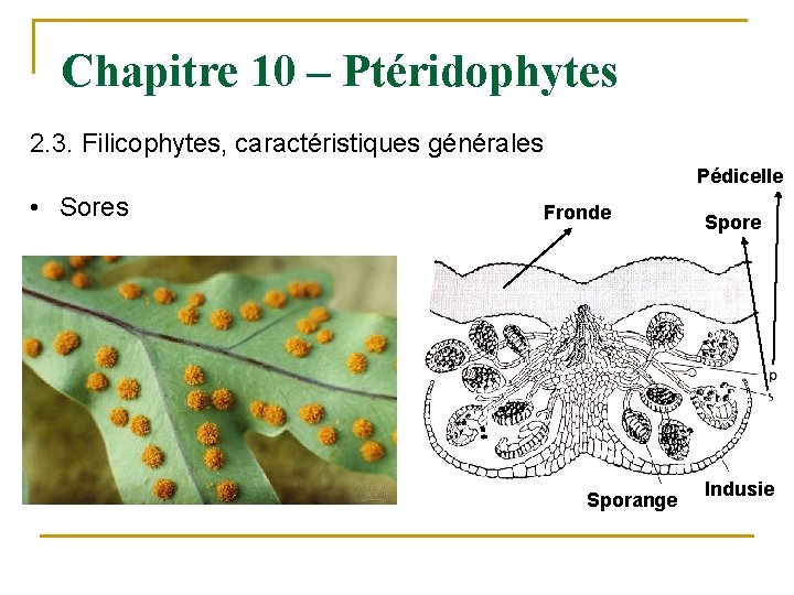 Chapitre 10 – Ptéridophytes 2. 3. Filicophytes, caractéristiques générales Pédicelle • Sores Fronde Sporange