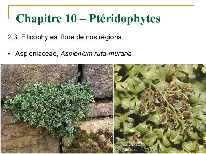 Chapitre 10 – Ptéridophytes 2. 3. Filicophytes, flore de nos régions • Aspleniaceae, Asplenium