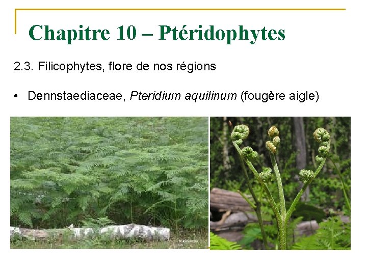 Chapitre 10 – Ptéridophytes 2. 3. Filicophytes, flore de nos régions • Dennstaediaceae, Pteridium