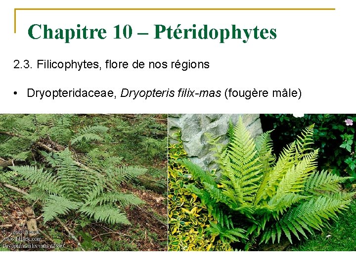 Chapitre 10 – Ptéridophytes 2. 3. Filicophytes, flore de nos régions • Dryopteridaceae, Dryopteris