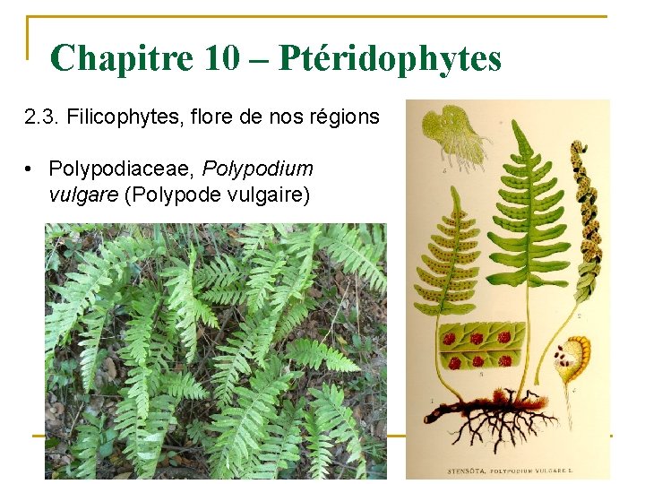 Chapitre 10 – Ptéridophytes 2. 3. Filicophytes, flore de nos régions • Polypodiaceae, Polypodium