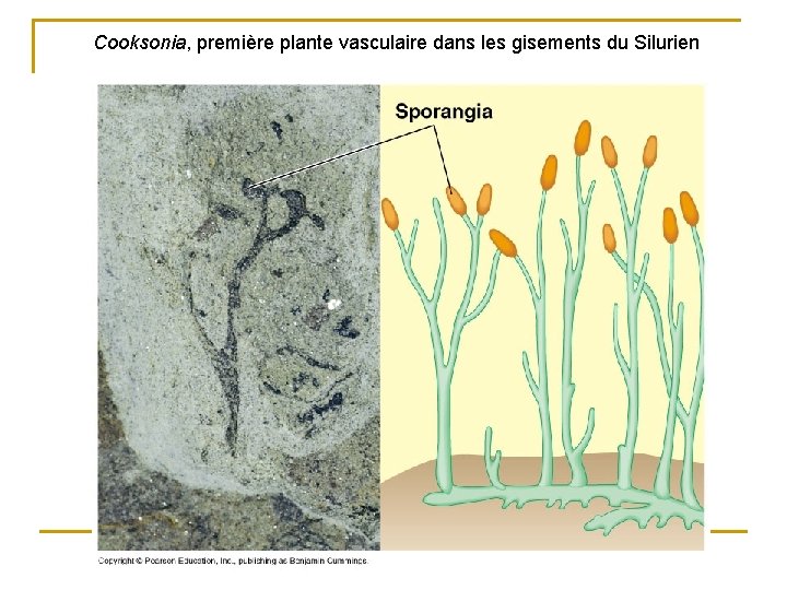 Cooksonia, première plante vasculaire dans les gisements du Silurien 