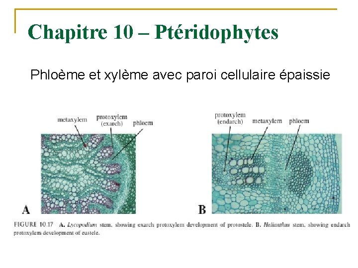 Chapitre 10 – Ptéridophytes Phloème et xylème avec paroi cellulaire épaissie 