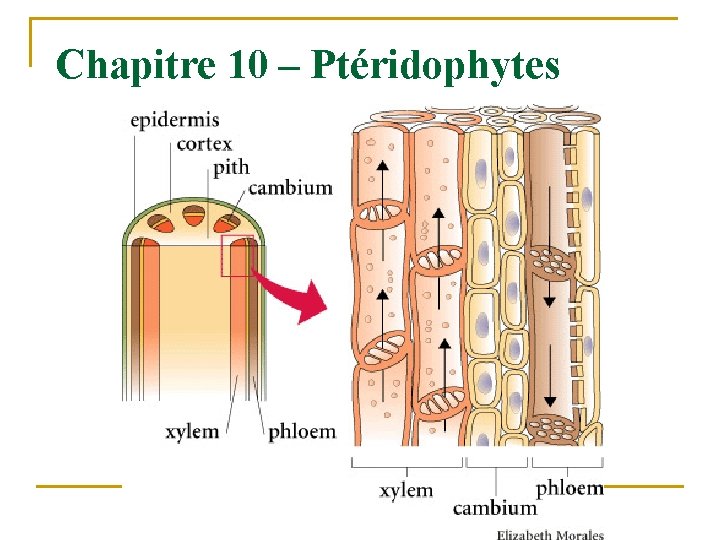 Chapitre 10 – Ptéridophytes 