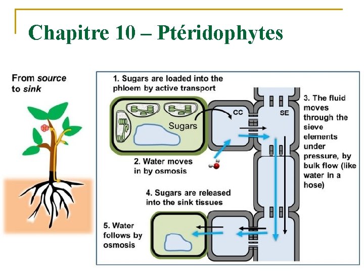 Chapitre 10 – Ptéridophytes 21 