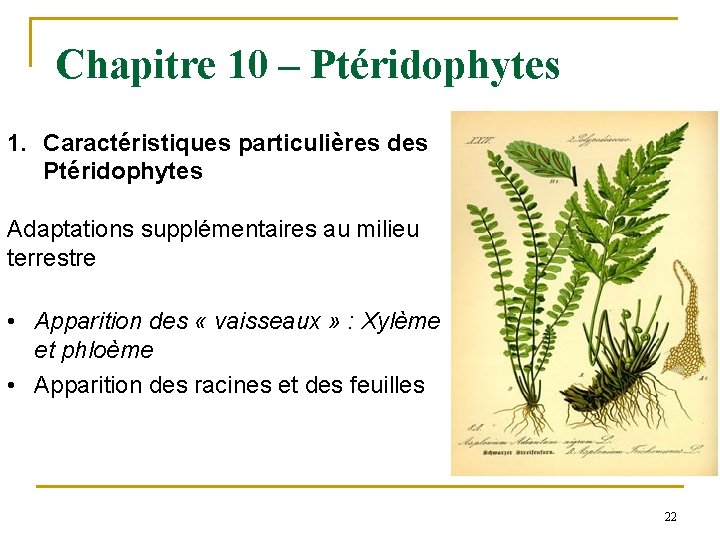 Chapitre 10 – Ptéridophytes 1. Caractéristiques particulières des Ptéridophytes Adaptations supplémentaires au milieu terrestre