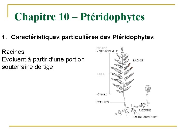 Chapitre 10 – Ptéridophytes 1. Caractéristiques particulières des Ptéridophytes Racines Evoluent à partir d’une