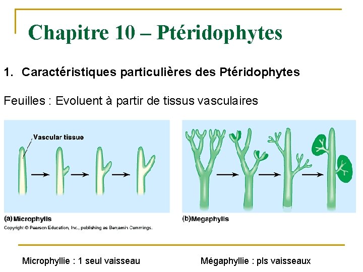 Chapitre 10 – Ptéridophytes 1. Caractéristiques particulières des Ptéridophytes Feuilles : Evoluent à partir