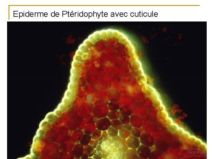 Epiderme de Ptéridophyte avec cuticule 