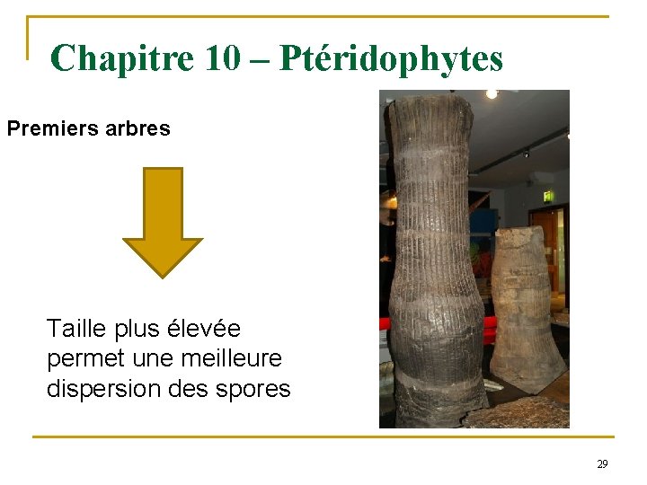 Chapitre 10 – Ptéridophytes Premiers arbres Taille plus élevée permet une meilleure dispersion des