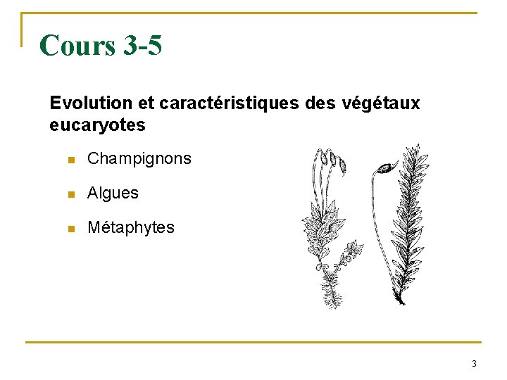 Cours 3 -5 Evolution et caractéristiques des végétaux eucaryotes n Champignons n Algues n