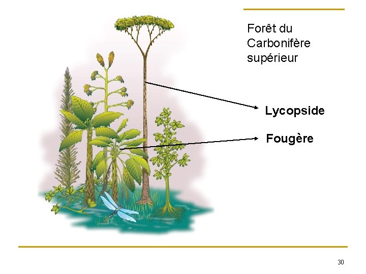 Forêt du Carbonifère supérieur Lycopside Fougère 30 