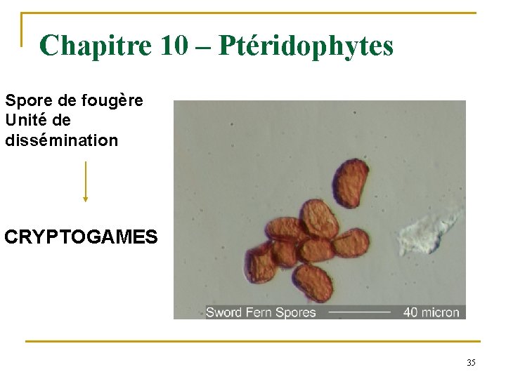 Chapitre 10 – Ptéridophytes Spore de fougère Unité de dissémination CRYPTOGAMES 35 
