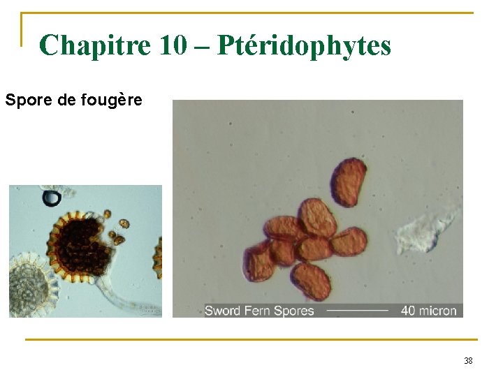 Chapitre 10 – Ptéridophytes Spore de fougère 38 