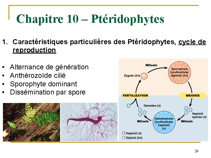 Chapitre 10 – Ptéridophytes 1. Caractéristiques particulières des Ptéridophytes, cycle de reproduction • •